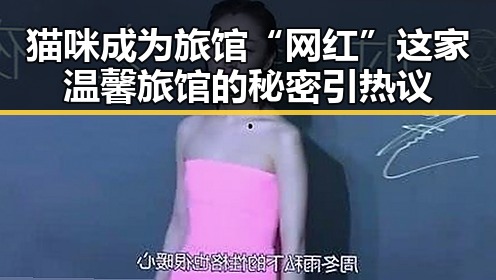 猫咪成为旅馆“网红” 这家温馨旅馆的秘密引热议